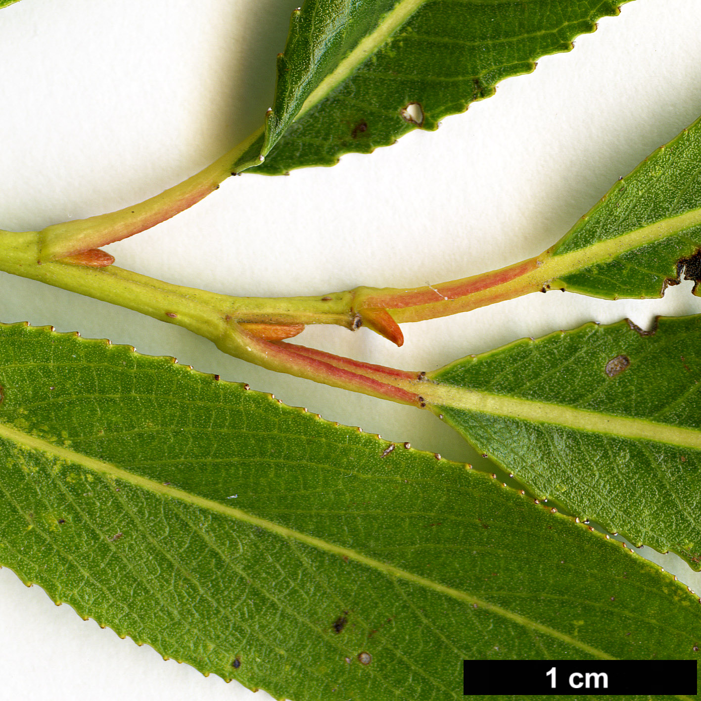 High resolution image: Family: Salicaceae - Genus: Salix - Taxon: ×fragilis - SpeciesSub: var. fragilis